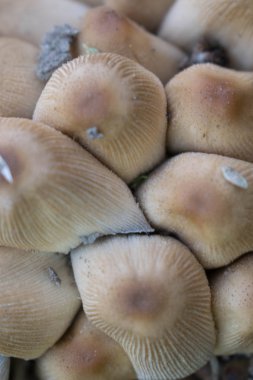 mantar mantar değildir yenilebilir zehirli büyümek tasarım arka plan için bir avuç içinde