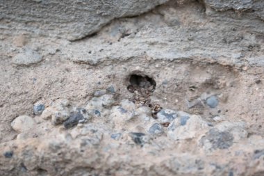 duvar tasarım arka plan için taşlar ve toprak gri kahverengi eski