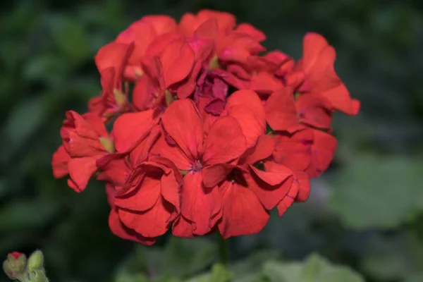 Rote Geranienblüte Wird Für Medizinische Zwecke Falle Einer Erkrankung Der — Stockfoto