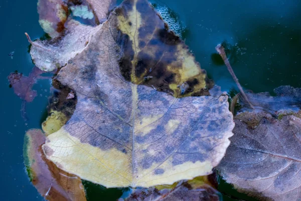 Autumn Leaves Trees Different Colors Design Background — Stock Photo, Image