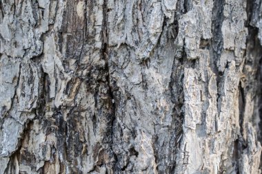 Kahverengi ağaç kabuğu arka plan tasarımı için