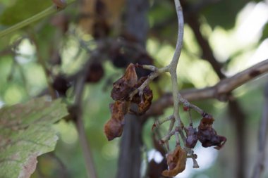 tasarım arka plan bulanık için dal kuru üzüm