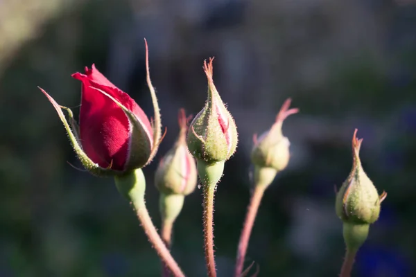 Knoppar Vita Rosor Med Rosa Nyans För Vykort Bakgrundsbilder För — Stockfoto