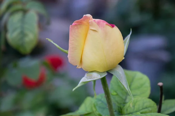 Knoppar Vita Rosor Med Rosa Nyans För Vykort Bakgrundsbilder För — Stockfoto