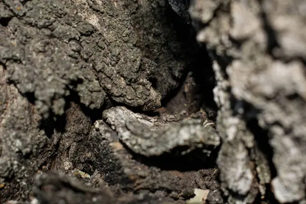 Écorce Arbre Brun Pour Conception Fond — Photo