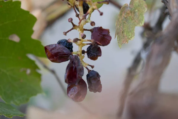 デザイン背景ぼけの枝に干しブドウ — ストック写真