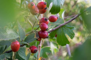 tıbbi bitki Kuşburnu vitamin tasarım duvar kağıdı arka plan için insan sağlığı için yararlı çok sayıda içerir