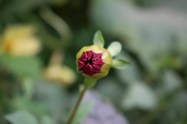 Kırmızı Yıldız çiçeği çiçek tomurcuk closeup tasarım arka plan duvar kağıdı için