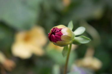 Kırmızı Yıldız çiçeği çiçek tomurcuk closeup tasarım arka plan duvar kağıdı için