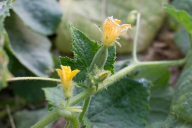 Salatalık Çiçek parlak turuncu sarı büyük boyutlu tasarım arka planı için