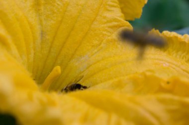 Salatalık Çiçek parlak turuncu sarı büyük boyutlu tasarım arka planı için