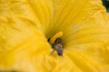 Salatalık Çiçek parlak turuncu sarı büyük boyutlu tasarım arka planı için