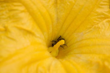 Salatalık Çiçek parlak turuncu sarı büyük boyutlu tasarım arka planı için