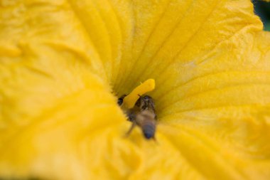 Salatalık Çiçek parlak turuncu sarı büyük boyutlu tasarım arka planı için