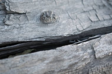 ağaç gövde kabuğu farklı şekiller ve arka planı için renk tonlarının tasarımı için