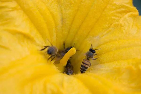 Αγγούρι Λουλούδι Φωτεινό Πορτοκαλί Κίτρινο Μεγάλου Μεγέθους Για Φόντο Της — Φωτογραφία Αρχείου