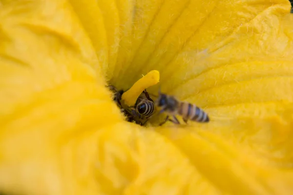 Flor Pepino Amarillo Anaranjado Brillante Gran Tamaño Para Fondo Diseño —  Fotos de Stock