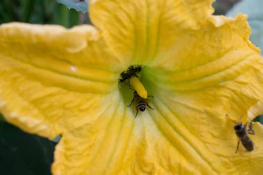 Salatalık Çiçek parlak turuncu sarı büyük boyutlu tasarım arka planı için