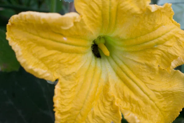 Cucumber Flower Bright Orange Yellow Large Size Design Background — Stock Photo, Image