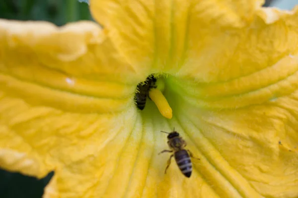 キュウリの花明るいオレンジ黄色大型デザインの背景 — ストック写真