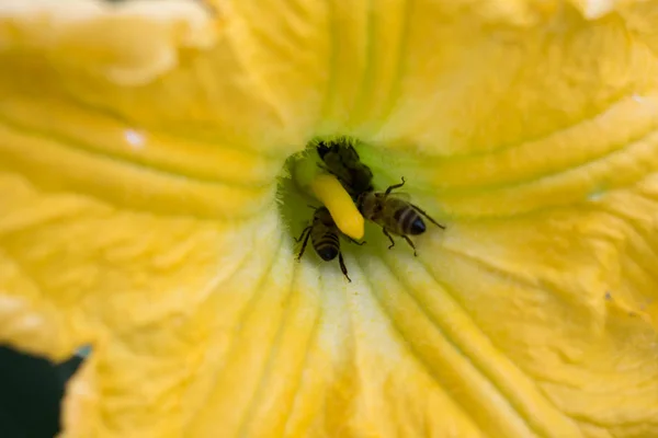 キュウリの花明るいオレンジ黄色大型デザインの背景 — ストック写真