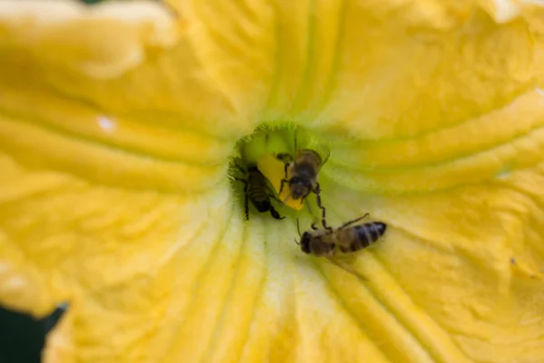 Cetriolo Fiore Luminoso Arancione Giallo Grandi Dimensioni Sfondo Design — Foto Stock