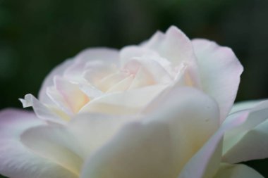 Beyaz güzel gül büyük boy yakın çekim için arka plan duvar kağıdı tasarımı