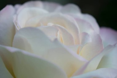 Beyaz güzel gül büyük boy yakın çekim için arka plan duvar kağıdı tasarımı