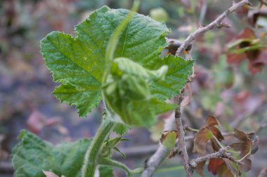 Genç küçük parlak yeşil renkli tasarım arka plan için filiz