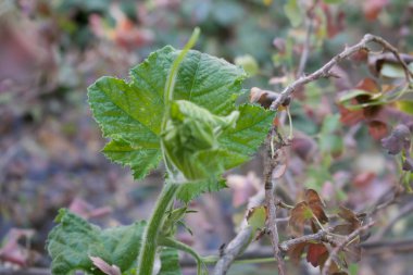 Genç küçük parlak yeşil renkli tasarım arka plan için filiz