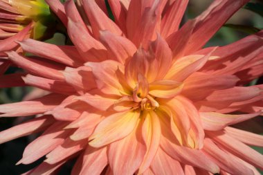 Dahlia pembe büyük boyutlu Bahçe çiçek tasarım arka plan duvar kağıdı için