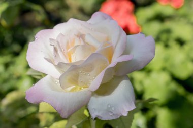 Beyaz güzel gül büyük boy yakın çekim için arka plan duvar kağıdı tasarımı