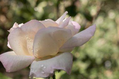 Beyaz güzel gül büyük boy yakın çekim için arka plan duvar kağıdı tasarımı