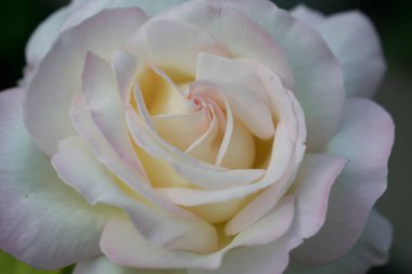 Beyaz güzel gül büyük boy yakın çekim için arka plan duvar kağıdı tasarımı