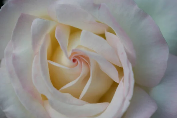 Blanco Hermoso Rosa Gran Tamaño Cerca Para Diseño Fondo Pantalla — Foto de Stock