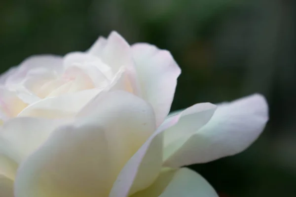 Blanco Hermoso Rosa Gran Tamaño Cerca Para Diseño Fondo Pantalla — Foto de Stock