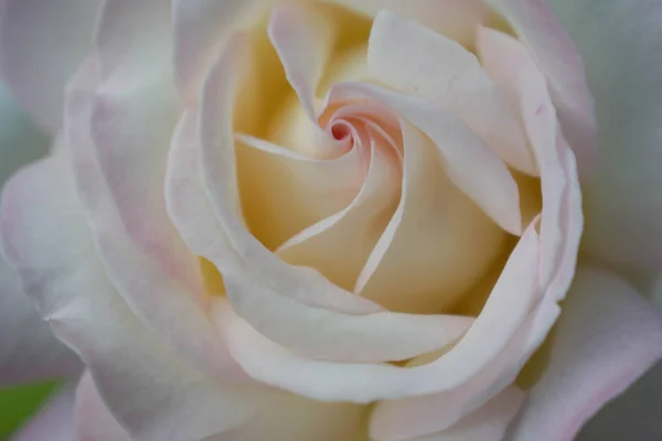 Blanco Hermoso Rosa Gran Tamaño Cerca Para Diseño Fondo Pantalla — Foto de Stock