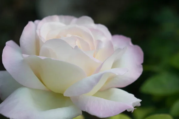 Blanco Hermoso Rosa Gran Tamaño Cerca Para Diseño Fondo Pantalla — Foto de Stock