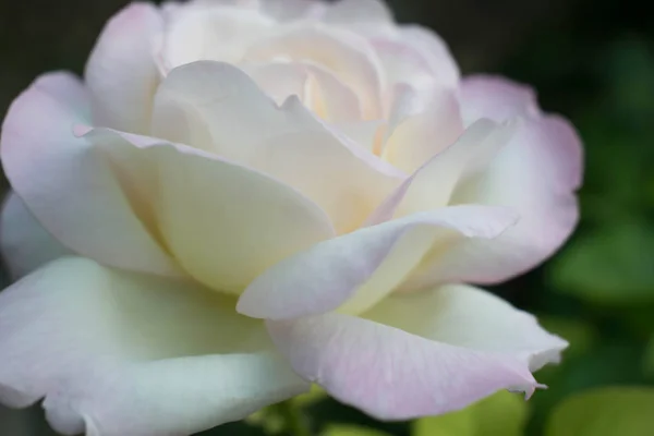 Blanco Hermoso Rosa Gran Tamaño Cerca Para Diseño Fondo Pantalla — Foto de Stock