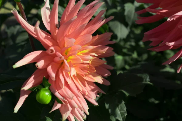 Dahlia pembe büyük boyutlu Bahçe çiçek tasarım arka plan duvar kağıdı için