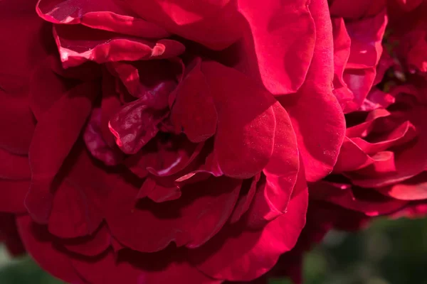 Vermelho Veludo Jardim Rosa Close Para Design Papel Parede Fundo — Fotografia de Stock