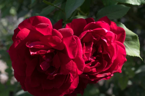 Κόκκινο Βελούδο Κήπος Αυξήθηκε Close Για Ταπετσαρία Φόντο Σχέδιο — Φωτογραφία Αρχείου