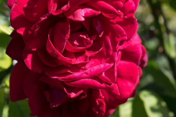 Jardín Terciopelo Rojo Rosa Primer Plano Para Fondo Pantalla Diseño — Foto de Stock
