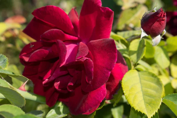 Vermelho Veludo Jardim Rosa Close Para Design Papel Parede Fundo — Fotografia de Stock