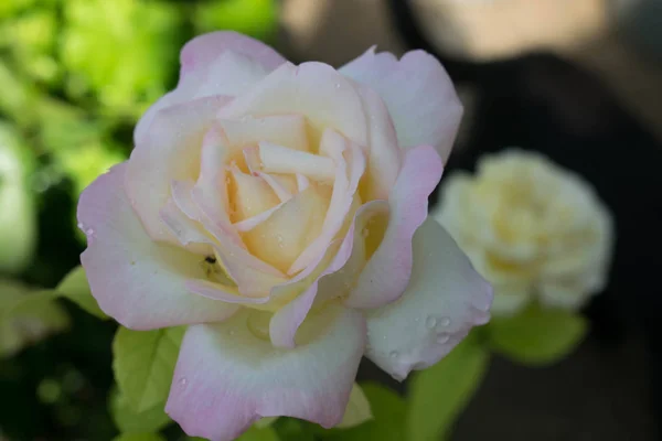 Blanco Hermoso Rosa Gran Tamaño Cerca Para Diseño Fondo Pantalla — Foto de Stock