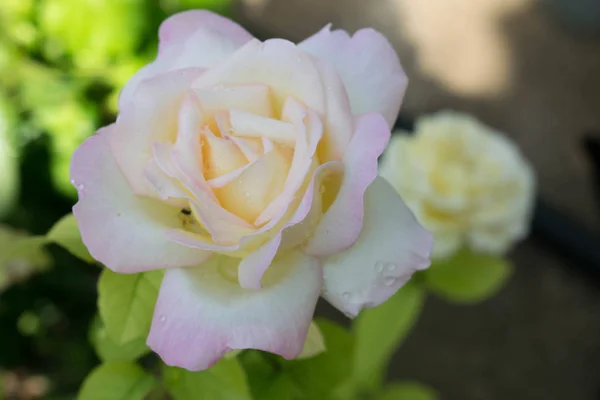 Branco Bela Rosa Tamanho Grande Close Para Projeto Papel Parede — Fotografia de Stock