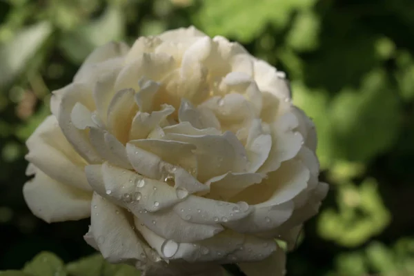 白色美丽的玫瑰大尺寸特写背景壁纸设计 — 图库照片