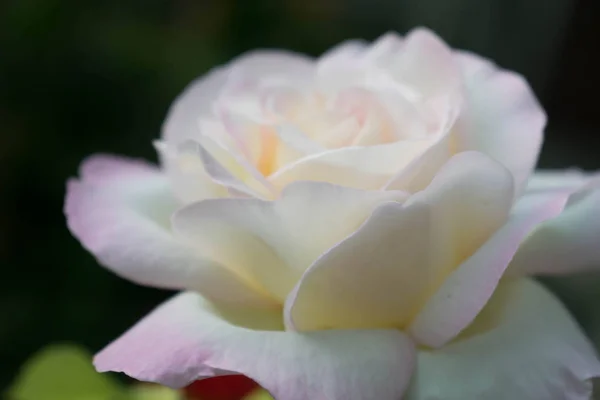 白色美丽的玫瑰大尺寸特写背景壁纸设计 — 图库照片