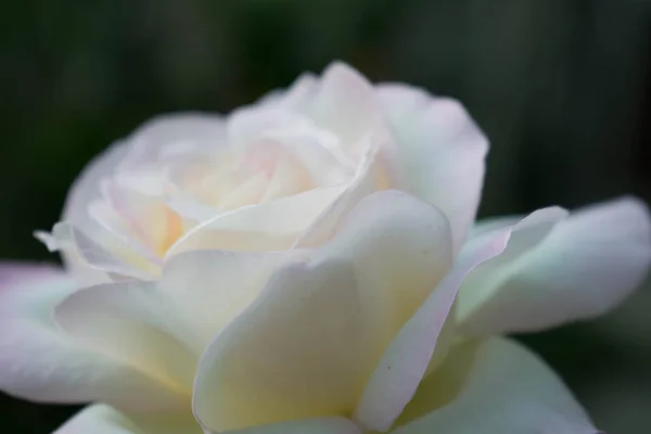 Blanco Hermoso Rosa Gran Tamaño Cerca Para Diseño Fondo Pantalla — Foto de Stock