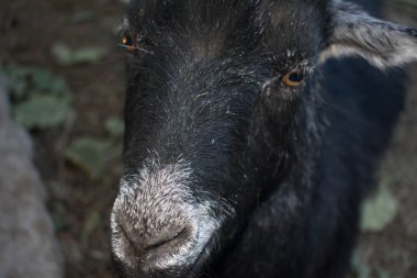 Tasarım için tarım uzun boynuzlu keçi büyük evde beslenen hayvan